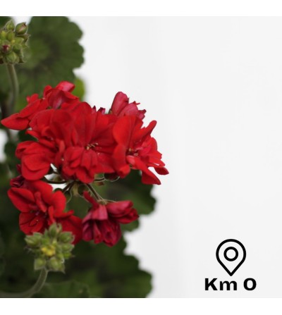 Pack of 3 geranium