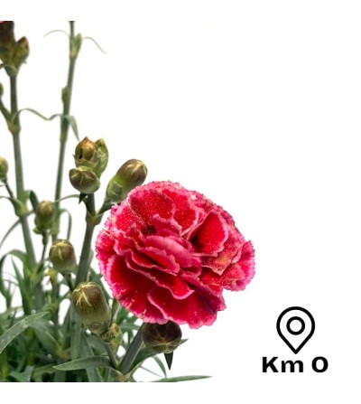 Carnation