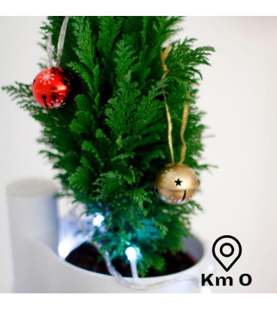 petit sapin de noel en pot