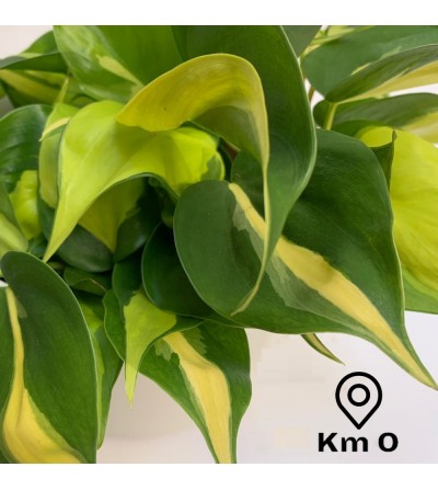 Philodendron du Brésil