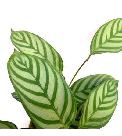 Calathea