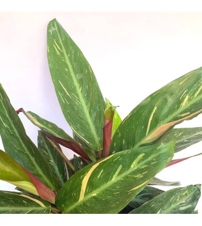 Calathea