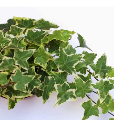 Variegated Ivy