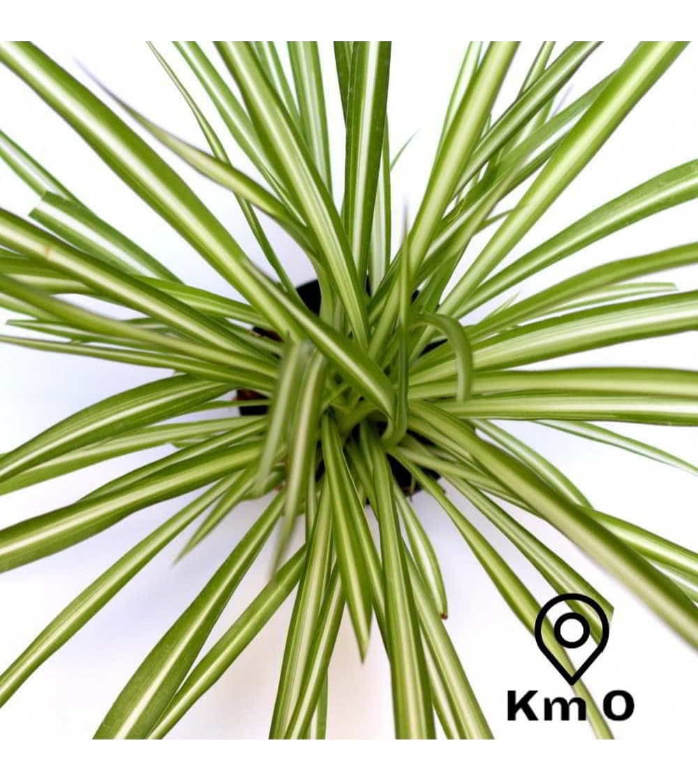 Chlorophytum comosum, Variegated Spider Plant