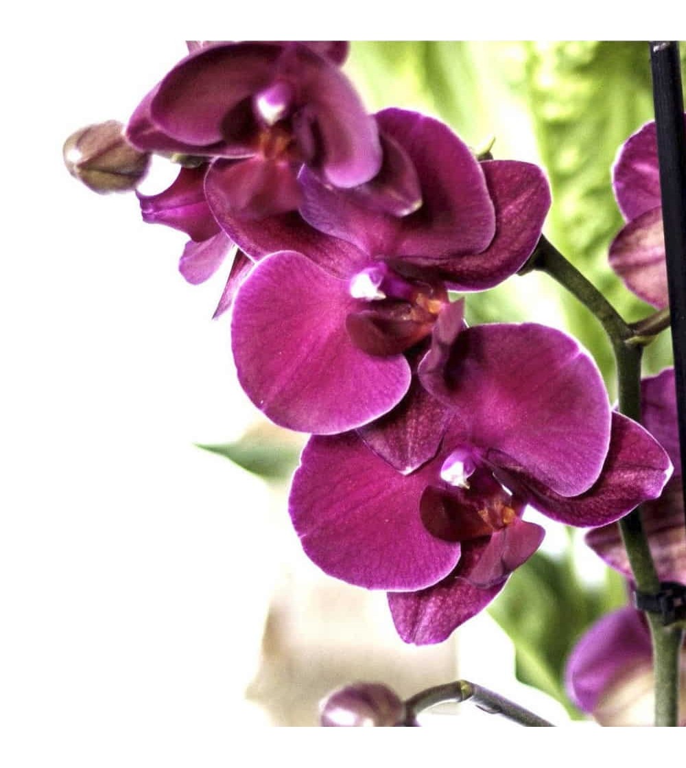 Orchid ornamental plant with intense colored flowers CitySens