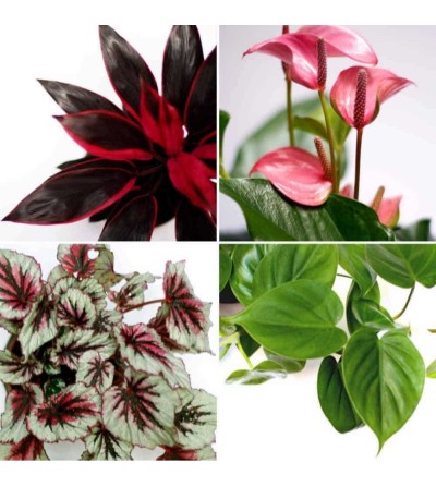 pack de 4 plantas rosa pasion