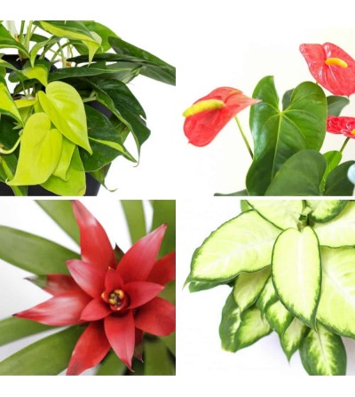 4 plantes rouge vital