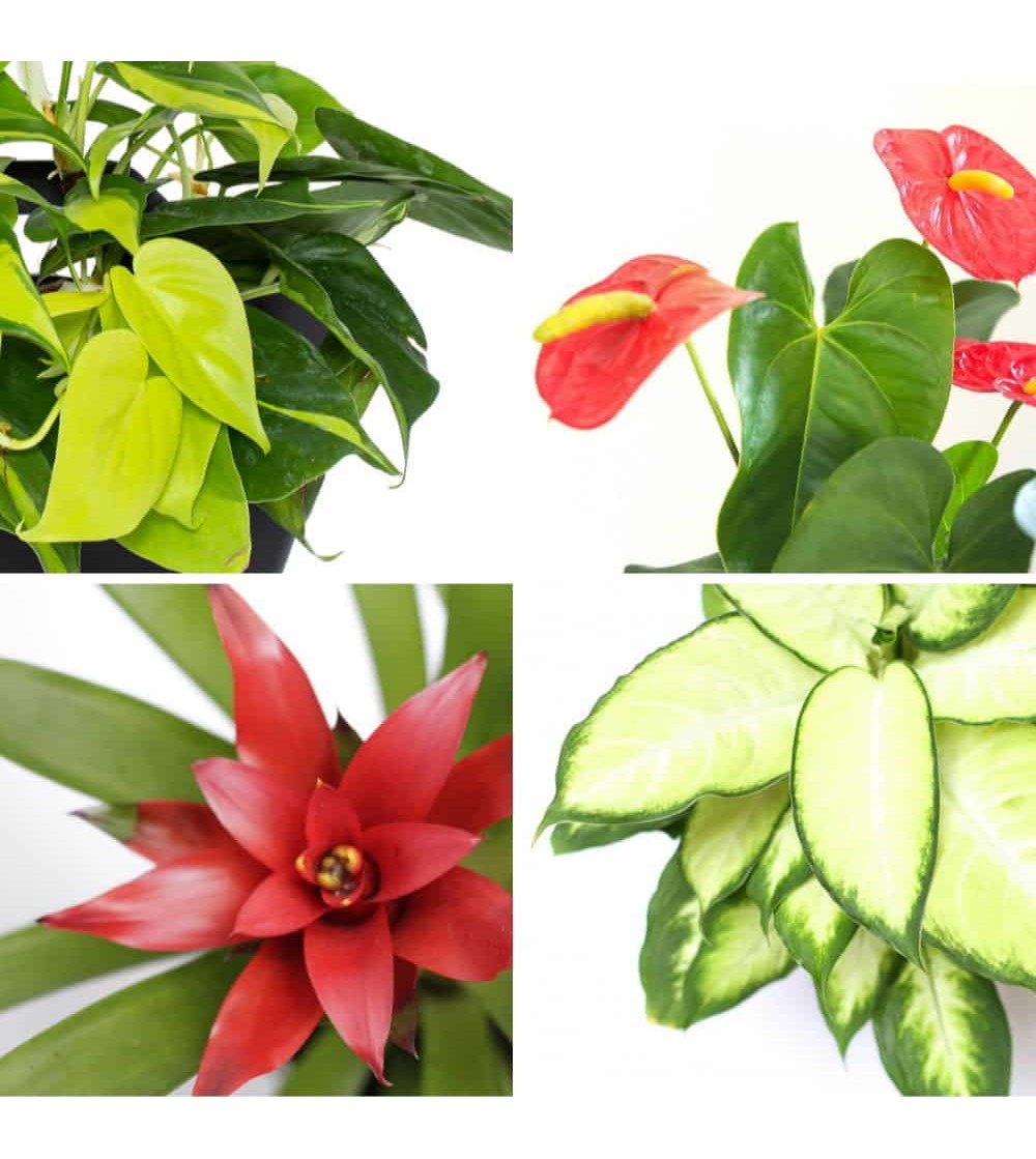4 plantes rouge vital
