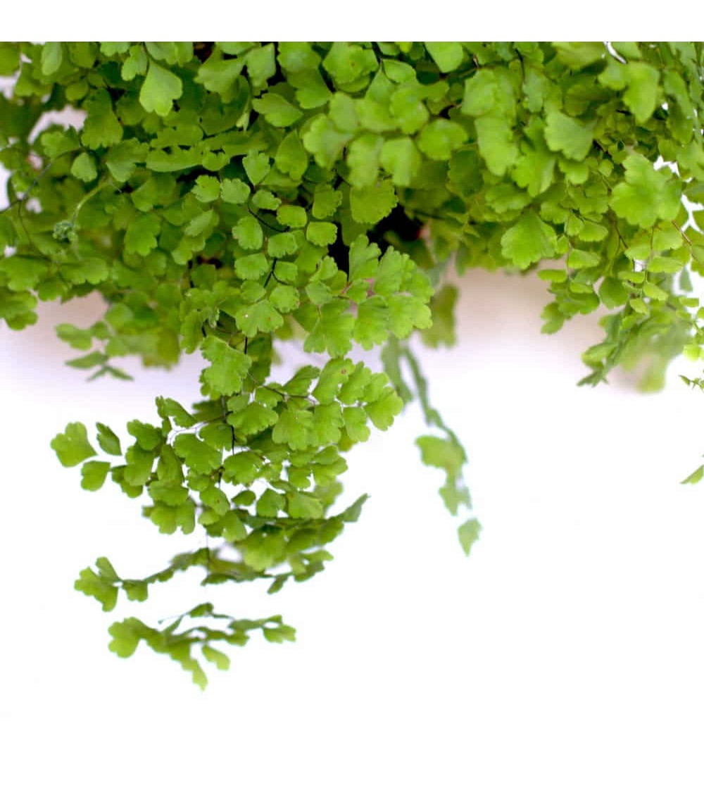 Maidenhair Fern