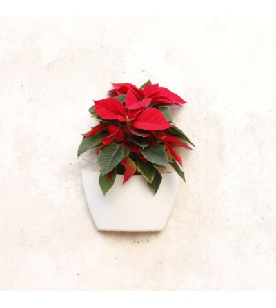 Wand-Blumentopf mit Weihnachtsstern