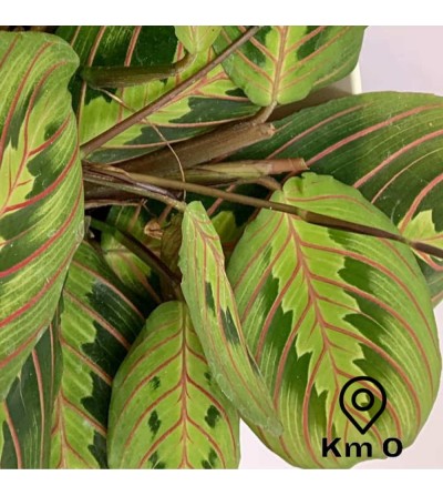 Maranta Tricolor