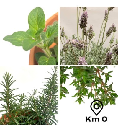 Lot de 4 plantes provençales