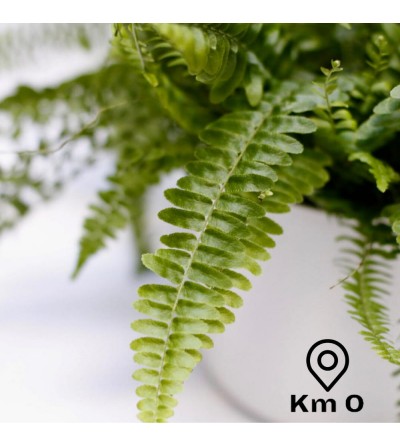 Boston Fern