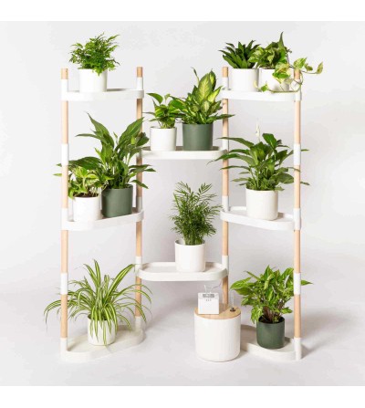 Shelving with air purifying plants