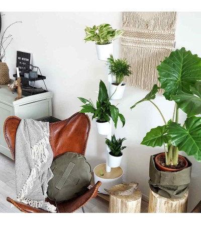 Macetero con plantas hidropónicas decorativas