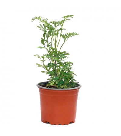 https://www.citysens.com/2667-home_default/pack-ruda-planta-medicinal.jpg