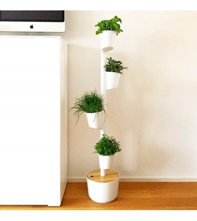 Indoor garden with herbs