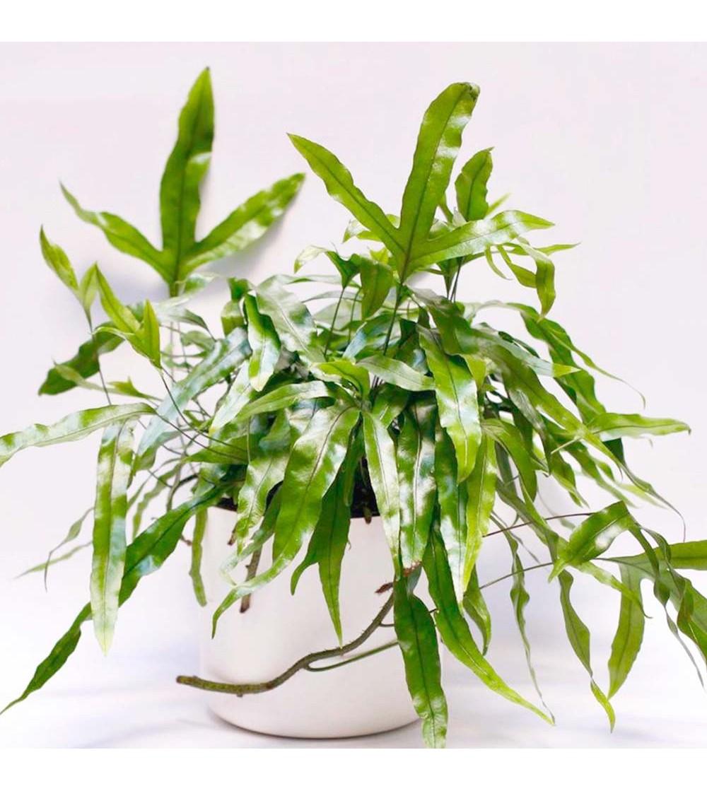 Kangaroo Paw Fern, Microsorum diversifolium indoor hanging plant.