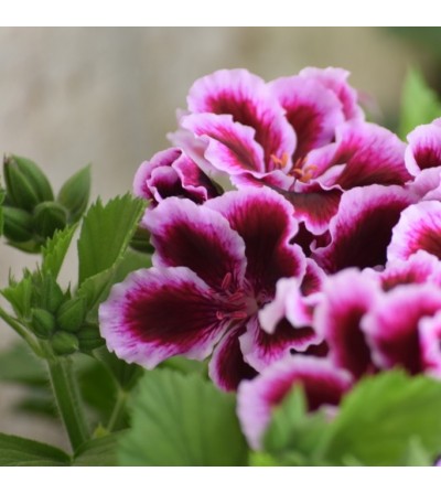 Géranium grandiflora