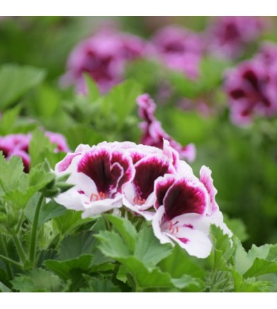 Geranium grandiflora