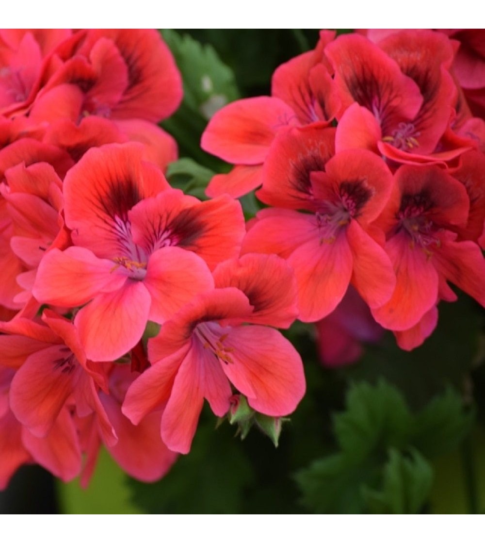 Trio De Geranios Naturales Con Flores - Plantas De Colores Para Terraza Y Jardín (altura ~35 Cm, Maceta 14 Cm)
