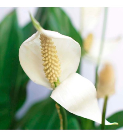OFFRE - Spathiphyllum