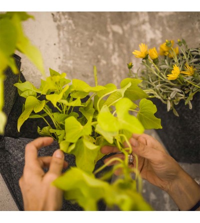 jardin vertical avec plantes suspendues