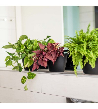 macetas de pared con plantas