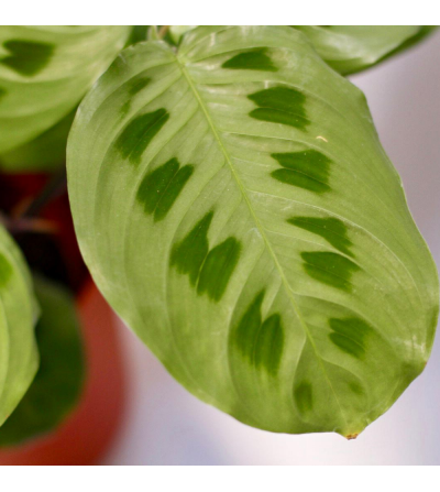 Maranta Indoor plant