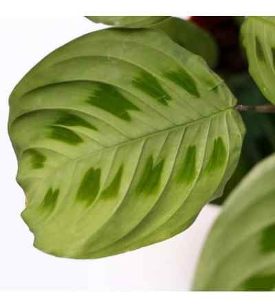 Maranta Leuconeura Kerchoveana