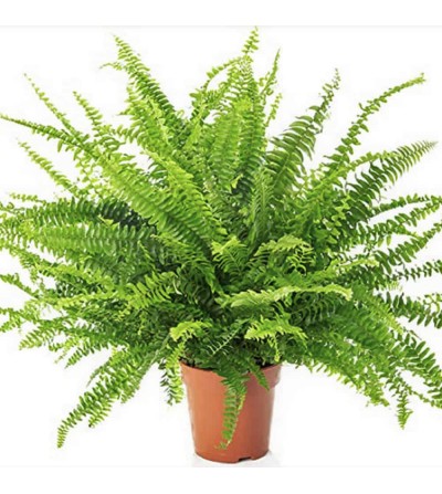 indoor fern