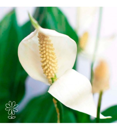 Pretty plants Subscription