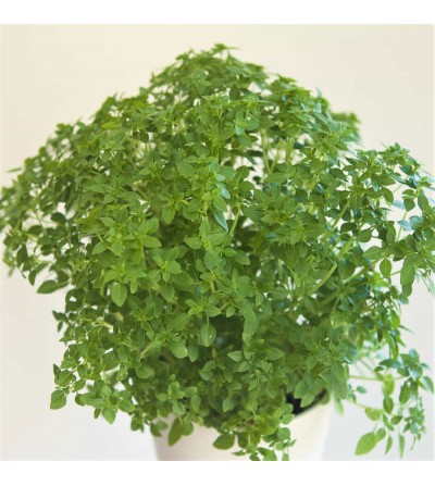 buy basil plant