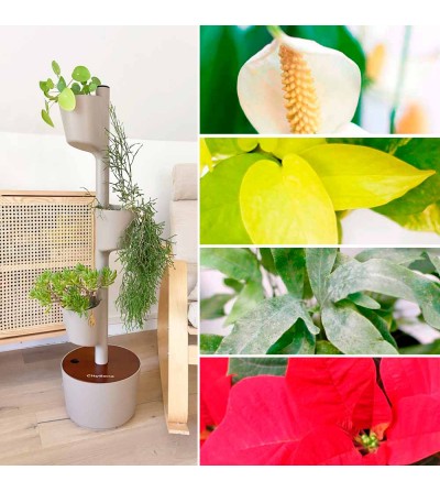 Subscription: Vertical planter with new plants twice a year