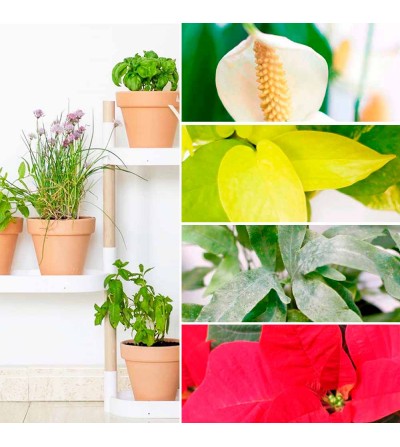 Subscription: Plant Shelves with new plants twice a year