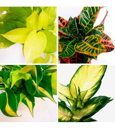 Lot de 4 plantes Jaune Vif