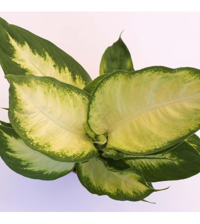 Dieffenbachia