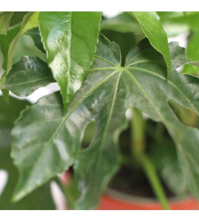 Choix de vert - Fatsia japonica - Fingerplant - plante d'intérieur en pot  SANTORINI