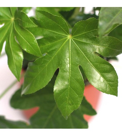 Buy Aralia online