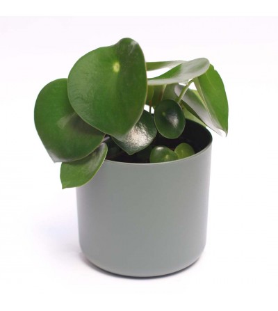 Pilea Raindrop