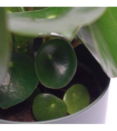 Peperomia Polybotrya Raindrop