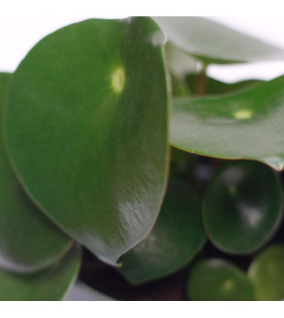 pilea hydroponics