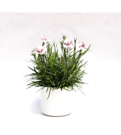 buy small carnation