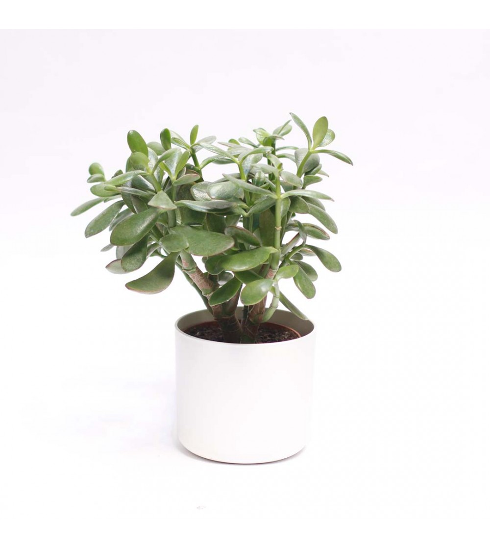 Jade plant