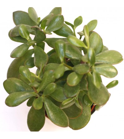 jade succulent plant