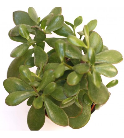 Planta suculenta jade
