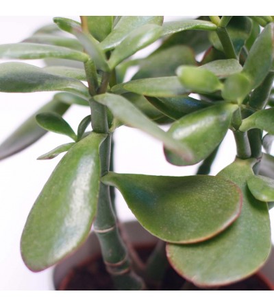 Jade succulent houseplant