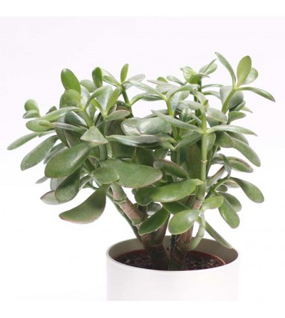 planta crasa jade