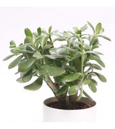 succulent jade plant
