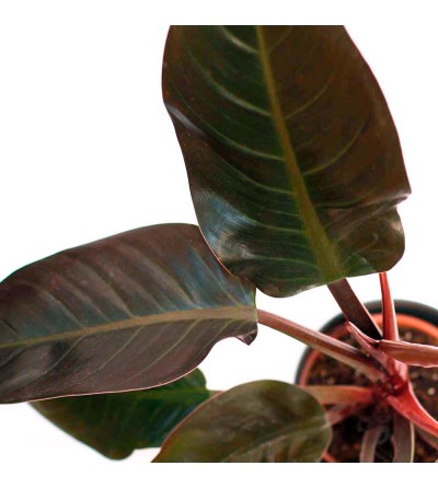 Philodendron imperial red